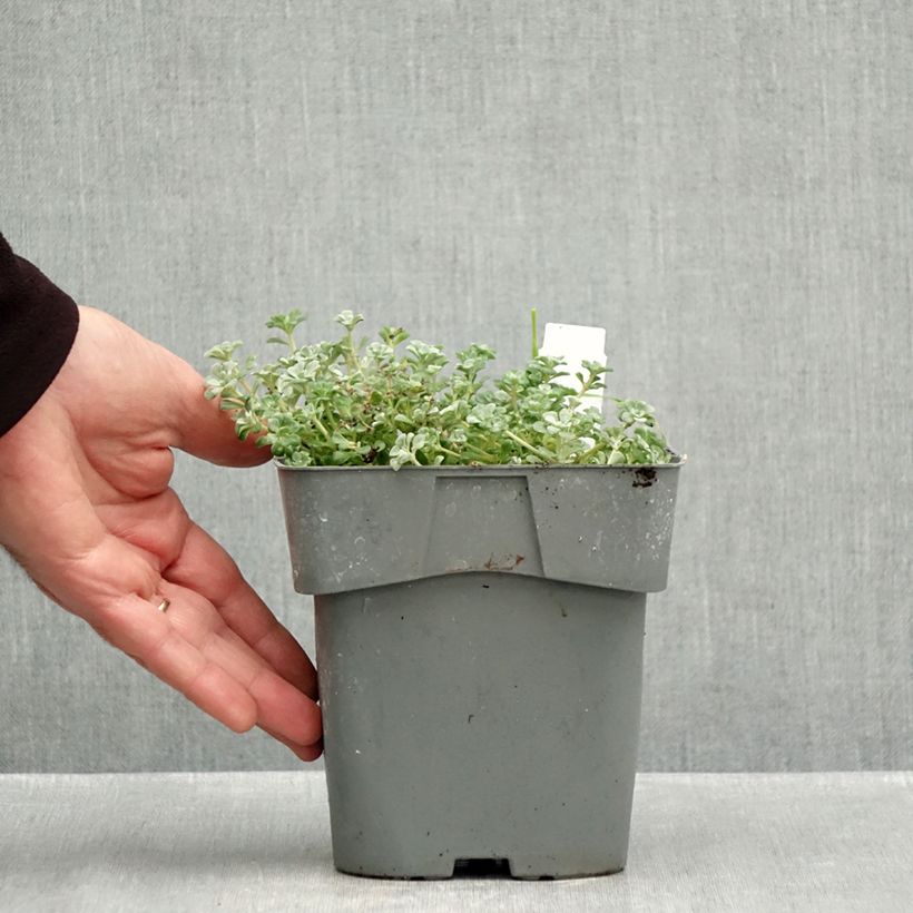 Spécimen de Sedum spathulifolium Cape Blanco - Orpin rampant Pot de 1,5L/2L tel que livré en automne