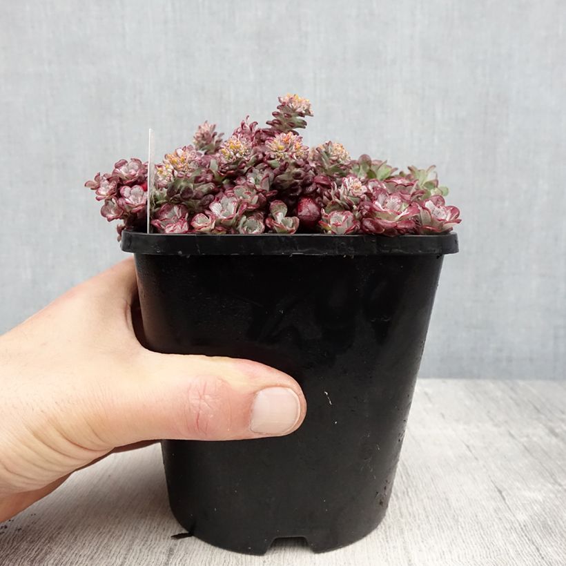 Example of Sedum spathulifolium Purpureum - Orpin Pot de 2L/3L as you get in printemps