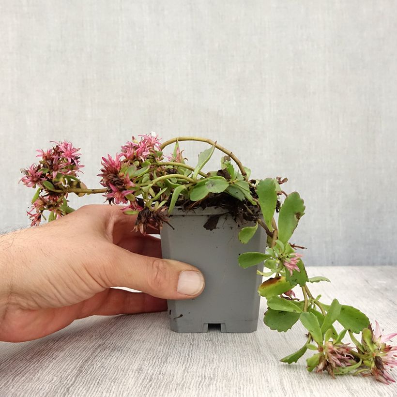 Spécimen de Sedum spurium Dragon Blood (schorbuser blüt) - Orpin Godet de 8/9 cm tel que livré en automne