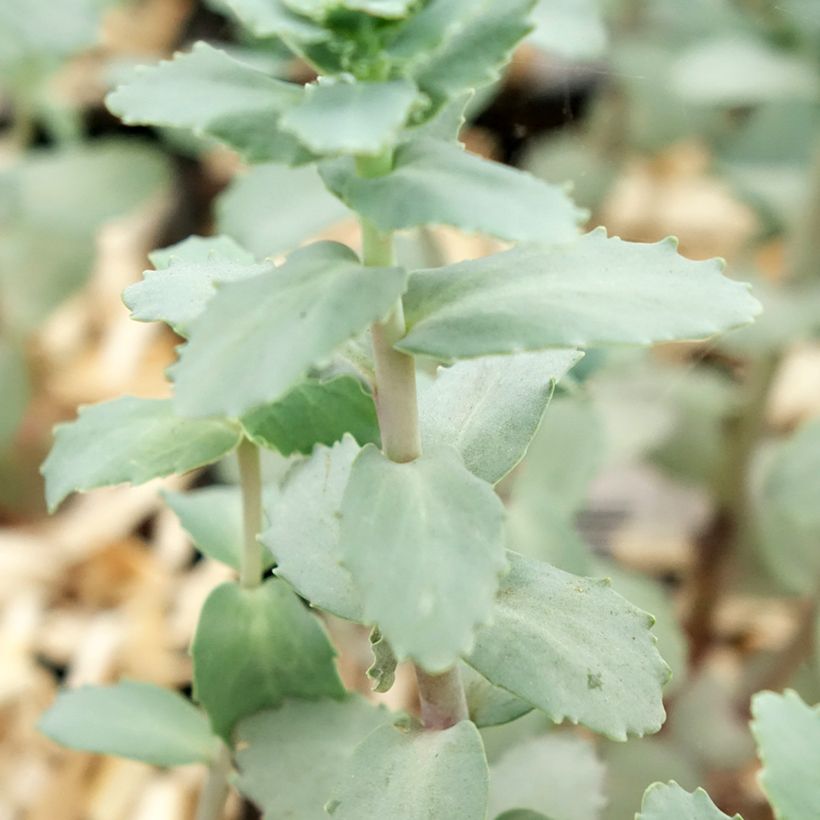 Sedum Strawberry and Cream - Orpin d'Automne (Foliage)