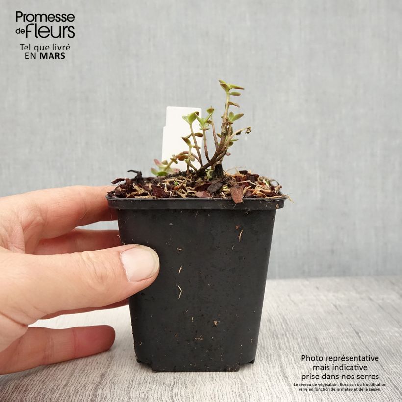 Spécimen de Sedum Sunsparkler Blue Pearl - Orpin Godet de 8/9 cm tel que livré au printemps