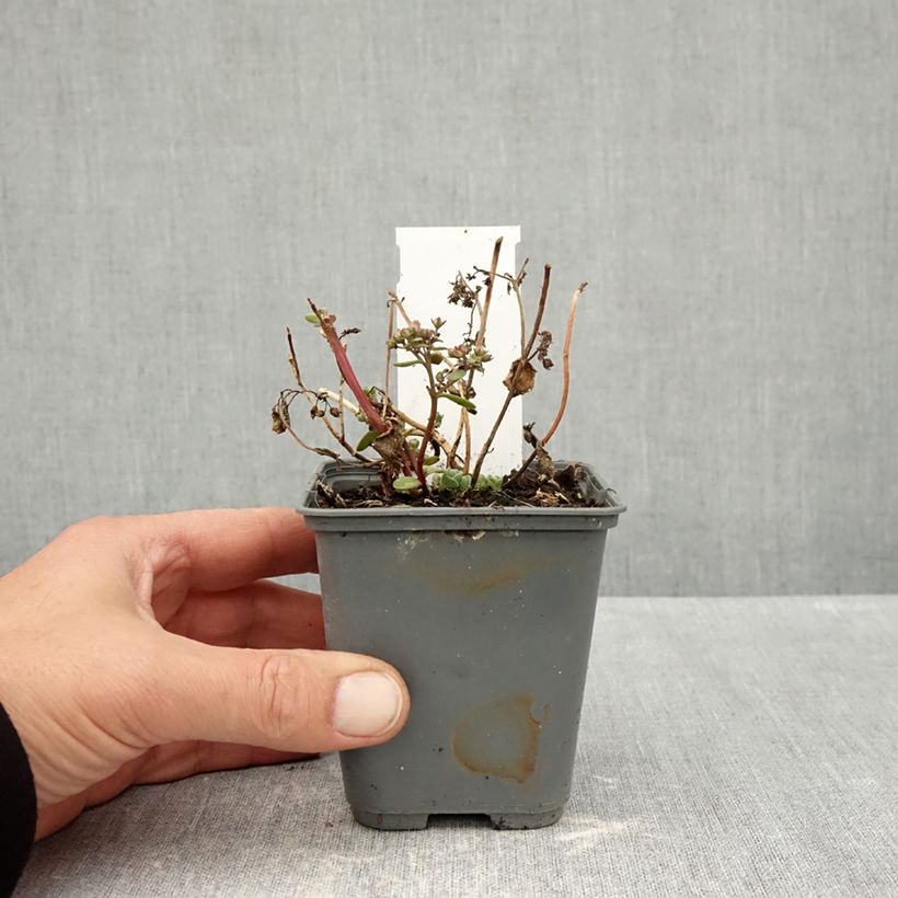 Spécimen de Sedum Sunsparkler Cherry Tart Godet de 8/9 cm tel que livré en automne