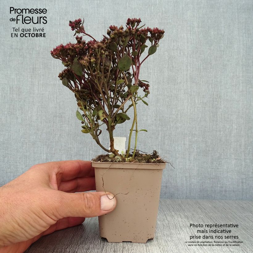 Spécimen de Sedum Sunsparkler Dazzleberry - Orpin bleu Godet de 8/9 cm tel que livré en automne