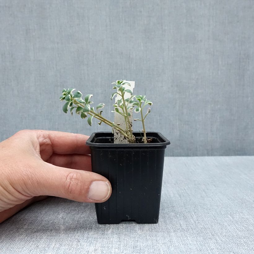 Example of Sedum Sunsparkler Dream Dazzler - Orpin hybride Godet de 8/9 cm as you get in printemps