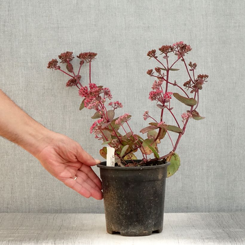 Example of Sedum Sunsparkler Dream Dazzler - Orpin hybride Pot de 2L/3L as you get in ete