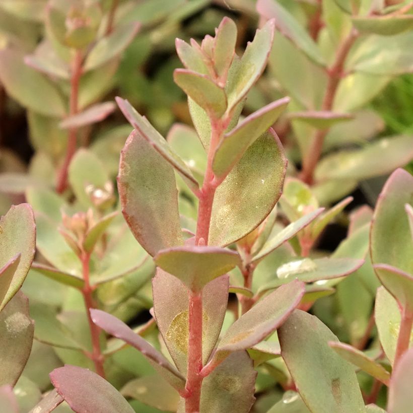 Sedum SUNSPARKLER® Plum Dazzled - Orpin (Feuillage)