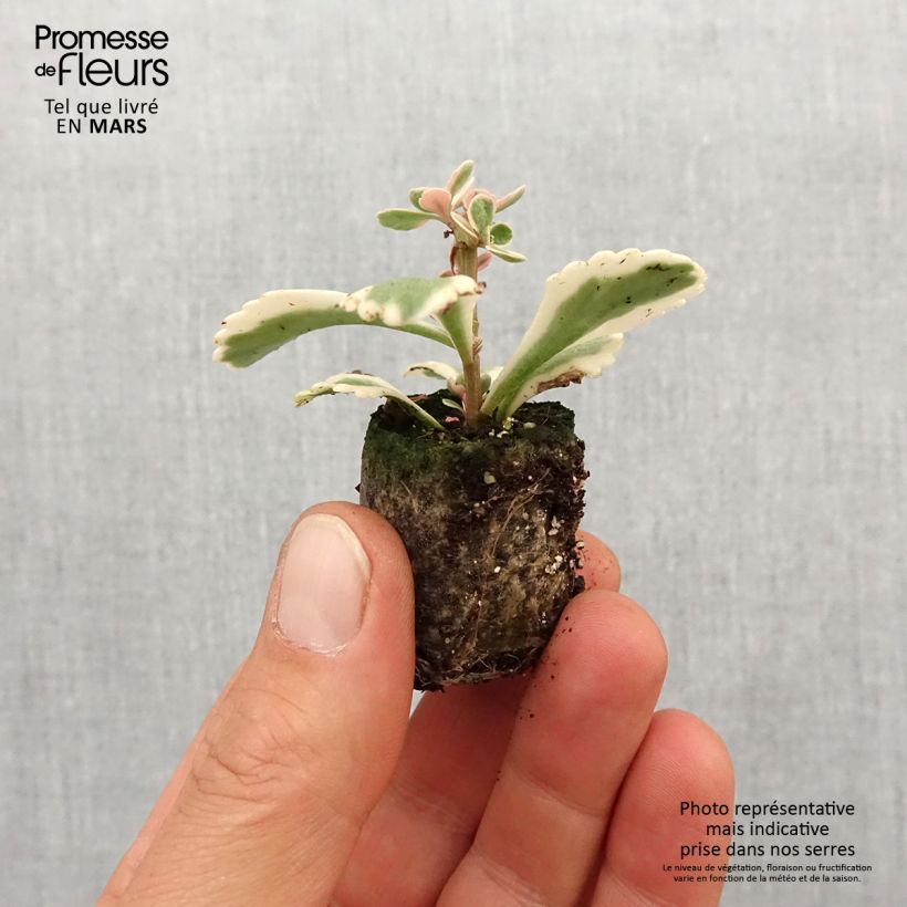 Example of Sedum takesimense Atlantis - Orpin panaché  Mini-motte Ø 3/4 cm as you get in printemps