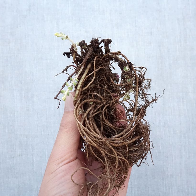 Example of Sedum takesimense Atlantis - Orpin panaché  Racines nues, Qualité Extra équivalant à un pot de 2L as you get in hiver