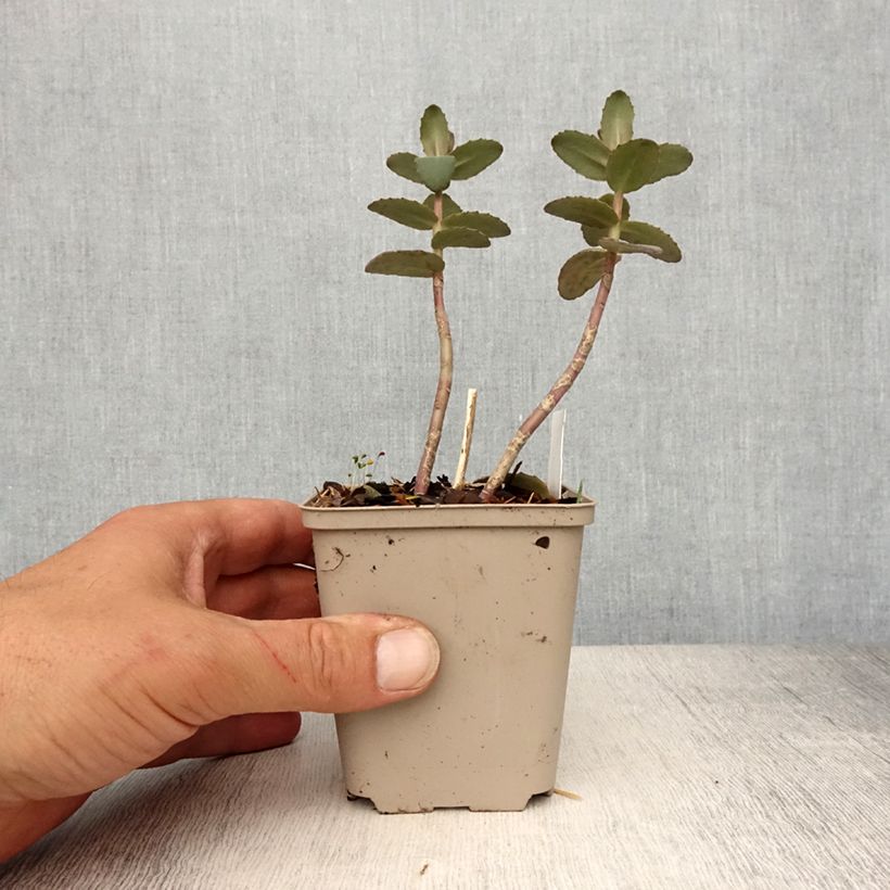 Example of Sedum Yellow Xenox® - Orpin  Godet de 8/9 cm as you get in printemps