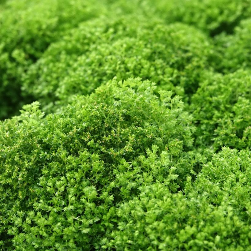 Selaginella apoda (Feuillage)
