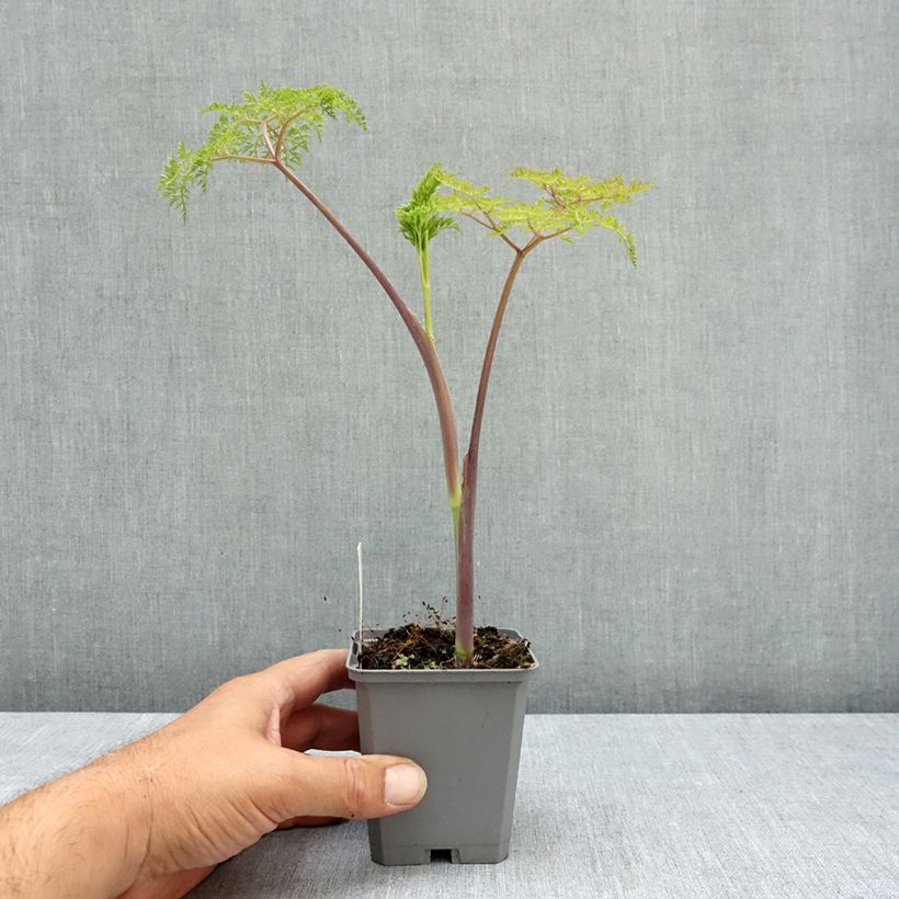 Spécimen de Selinum wallichianum Godet de 8/9 cm tel que livré en été