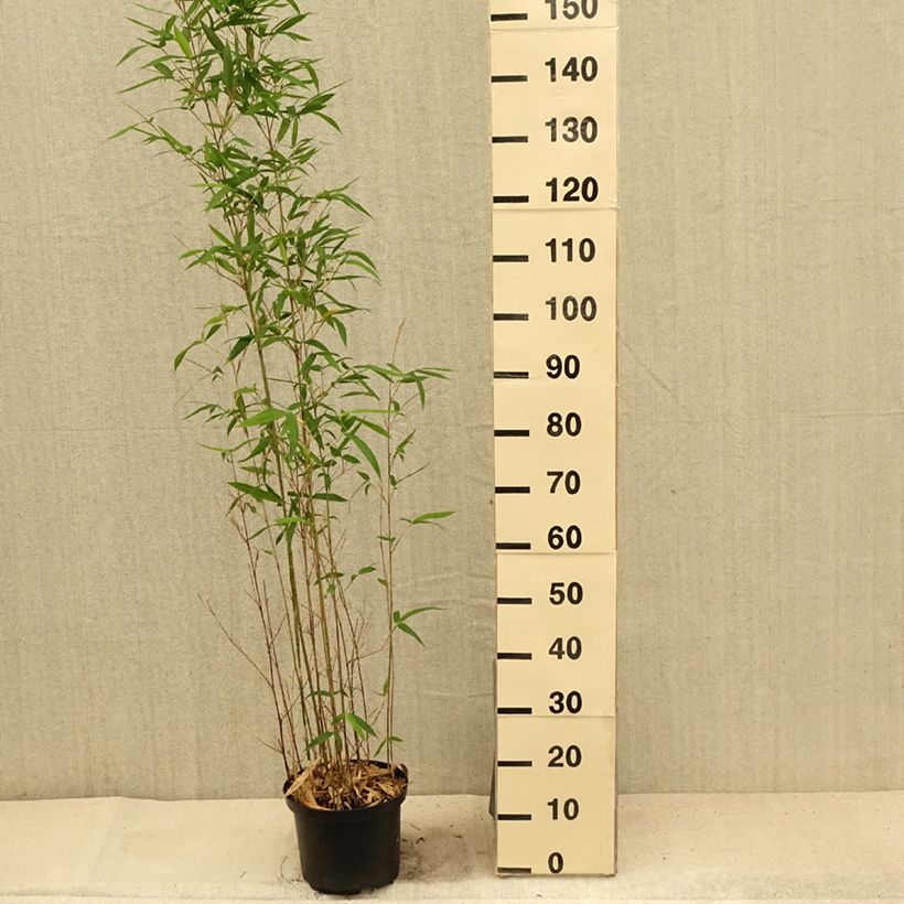 Spécimen de Semiarundinaria makinoi - Bambou moyen Pot de 4L/5L tel que livré en été