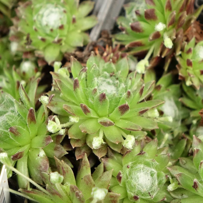 Sempervivum arachnoideum - Joubarbe à toile d'araignée (Foliage)