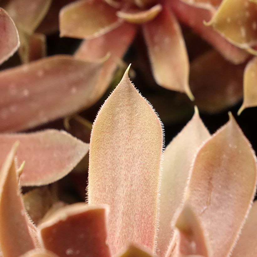 Sempervivum (BigSam series) Ruby Star - Joubarbe (Feuillage)