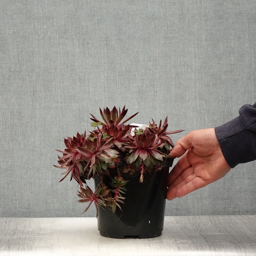 Example of Sempervivum Chick Charms Butterscotch Baby - Joubarbe Pot de 3L/4L as you get in ete