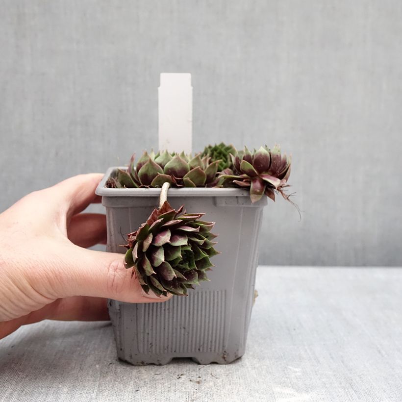 Spécimen de Sempervivum Chick Charms Giant Emerald Explosion - Joubarbe Pot de 1L/1,5L tel que livré en hiver