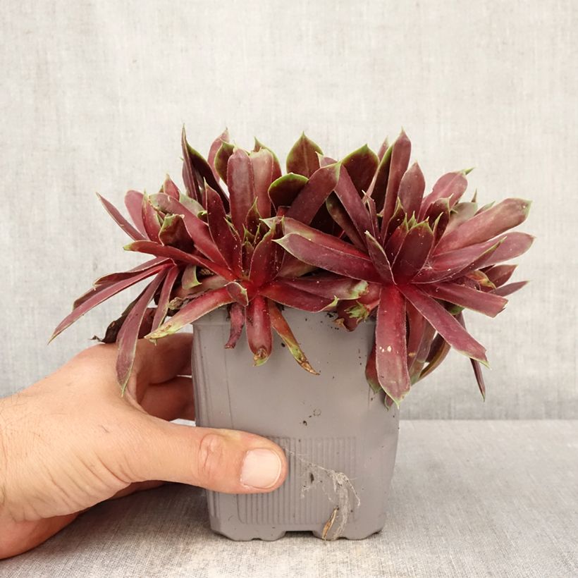 Spécimen de Sempervivum Chick Charms Giant Emerald Explosion - Joubarbe Pot de 1L/1,5L tel que livré au printemps