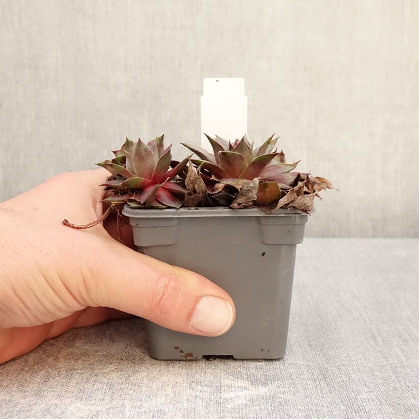 Example of Sempervivum Chick Charms Grape Galaxy - Joubarbe Godet de 8/9 cm as you get in hiver