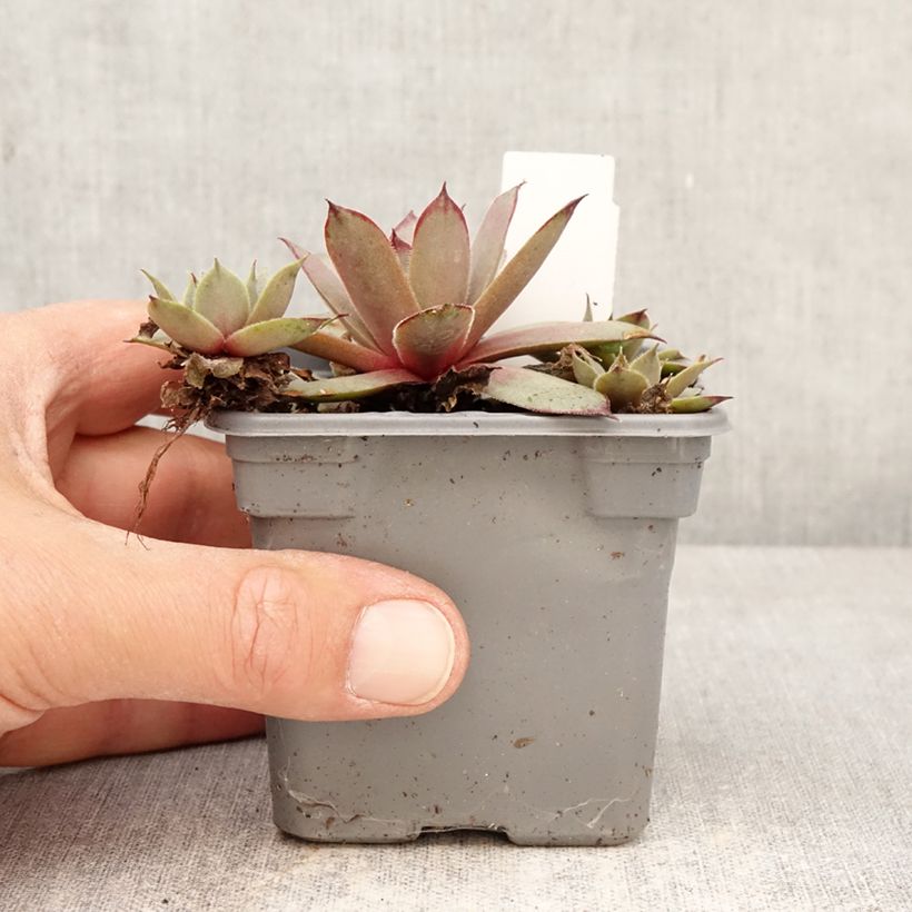 Spécimen de Sempervivum Chick Charms Grape Galaxy - Joubarbe Godet de 8/9 cm tel que livré au printemps