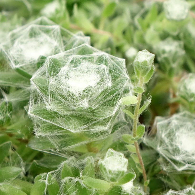 Sempervivum Chick Charms ® Cotton Candy - Joubarbe verte au cœur cotonneux (Foliage)