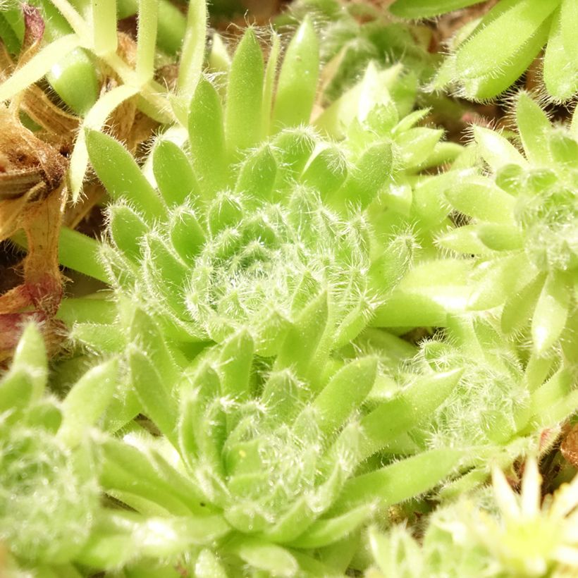 Sempervivum ciliosum var. borisii - Joubarbe ciliée (Foliage)