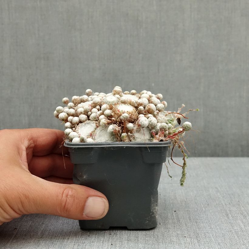 Spécimen de Sempervivum Colorockz Arctic White - Joubarbe toile-d'araignée Godet de 8/9 cm tel que livré au printemps