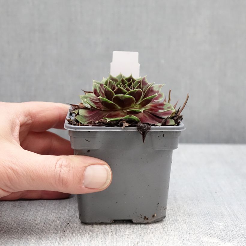 Example of Sempervivum Colorockz Coconut Crystal - Joubarbe Godet de 8/9 cm as you get in hiver