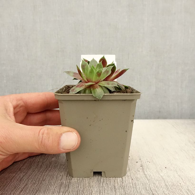 Example of Sempervivum Gay Jester - Joubarbe hybride Godet de 8/9 cm as you get in printemps