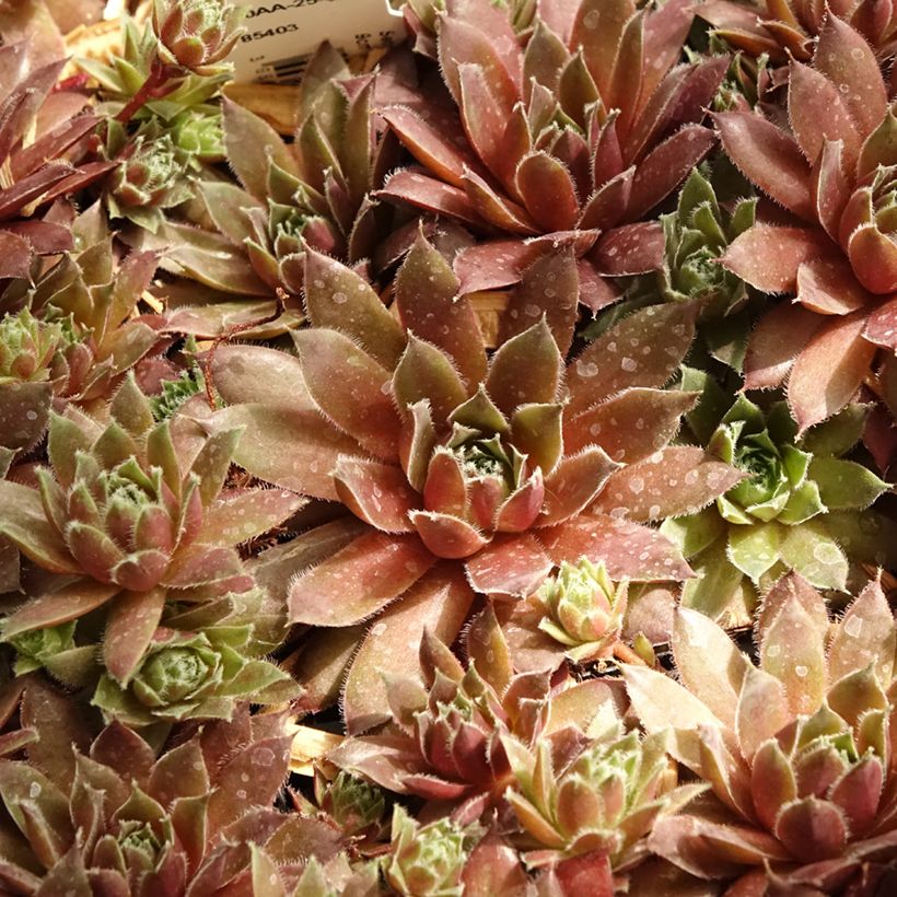 Sempervivum Pilatus - Joubarbe hybride bronze-violacé. (Feuillage)
