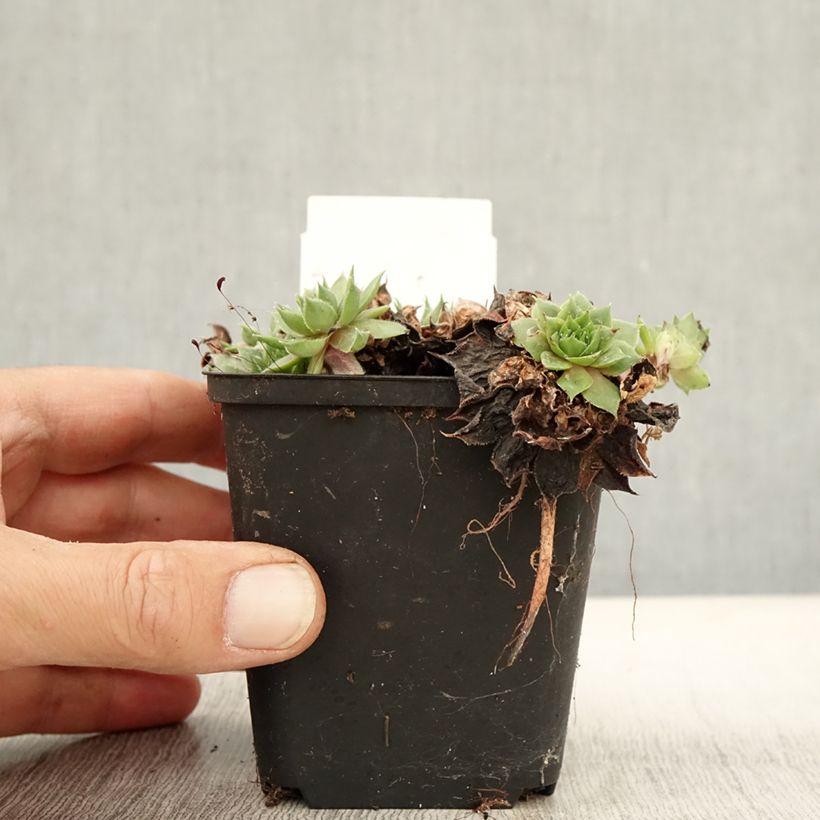 Spécimen de Sempervivum Rauher Kulm - Joubarbe hybride Godet de 8/9 cm tel que livré en automne