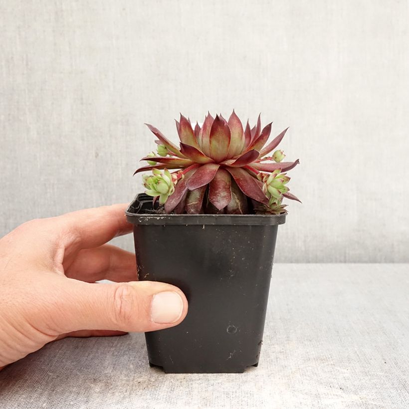 Spécimen de Sempervivum Rubin - Joubarbe pourpre clair Godet de 8/9 cm tel que livré au printemps