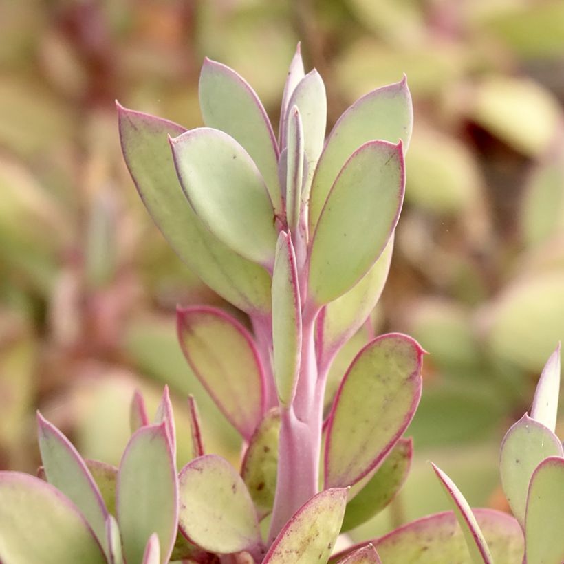 Senecio crassissimus (Foliage)