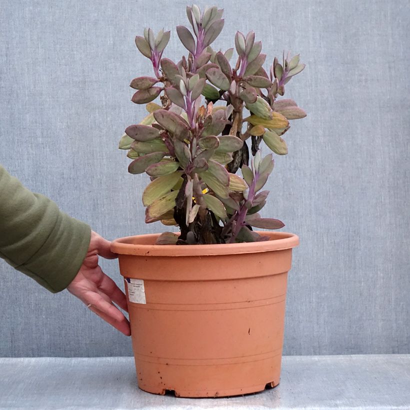 Example of Senecio crassissimus Pot de 7,5L/10L, 25/35 diamètre as you get in hiver