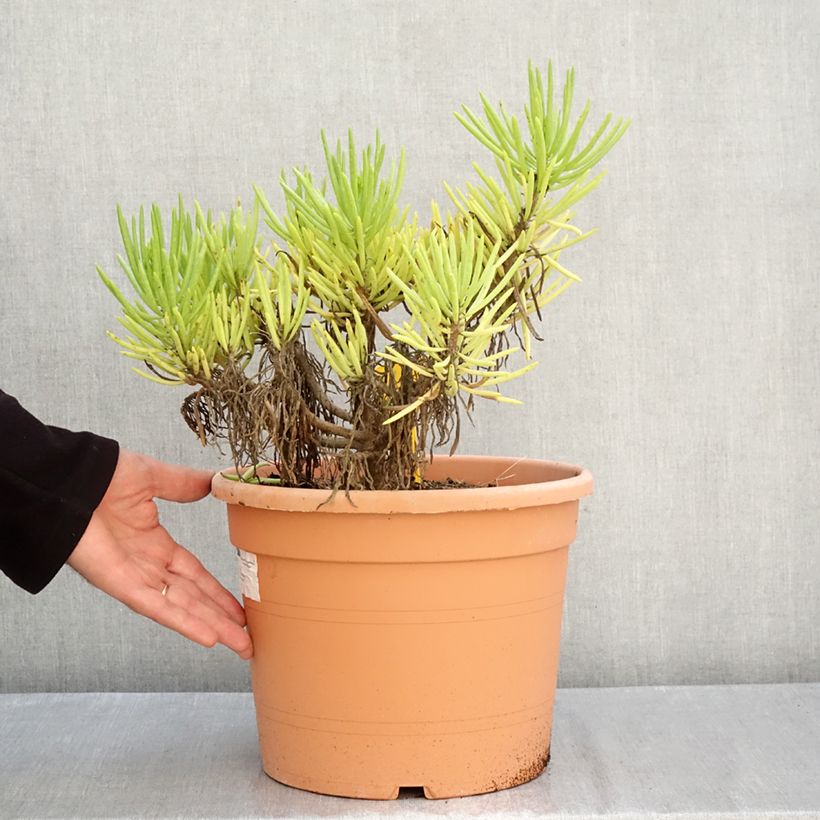 Spécimen de Senecio cylindricus Pot de 7,5L/10L, 20/30 diamètre tel que livré en automne