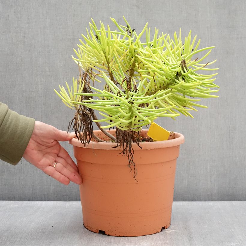 Example of Senecio cylindricus Pot de 7,5L/10L, 20/30 diamètre as you get in hiver