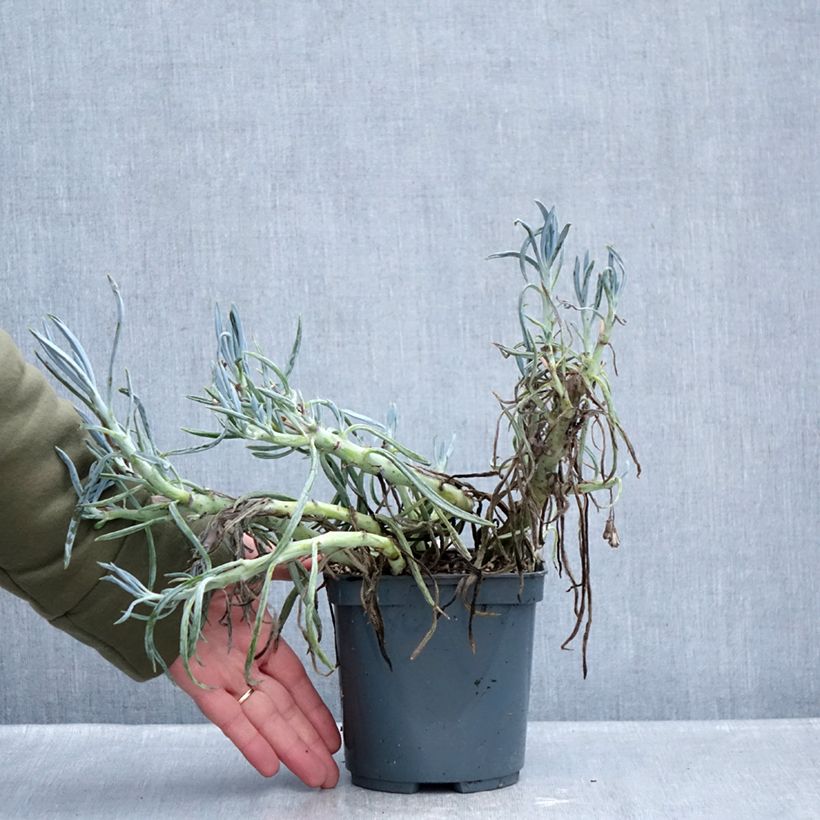 Example of Senecio ficoides Pot de 2L/3L as you get in hiver