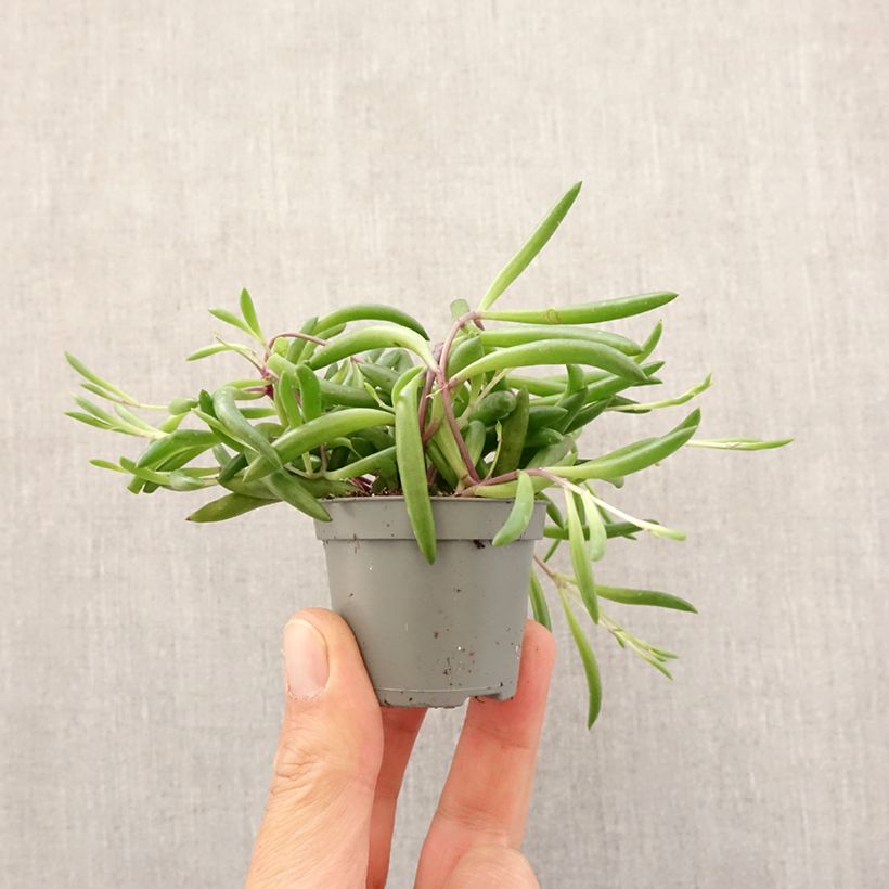 Example of Senecio herreianus Purple Flush Mini-plante as you get in printemps