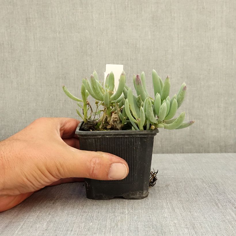 Spécimen de Senecio serpens Blue Chalk Godet de 8/9 cm tel que livré en été