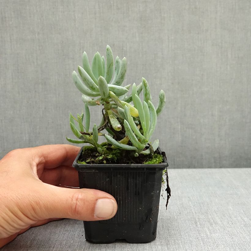 Spécimen de Senecio serpens Blue Chalk Godet de 8/9 cm tel que livré au printemps