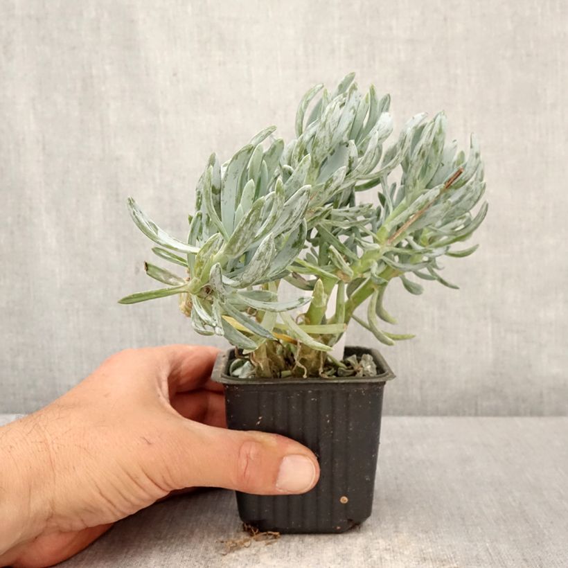 Spécimen de Senecio serpens Dwarf Blue Godet de 8/9 cm tel que livré au printemps