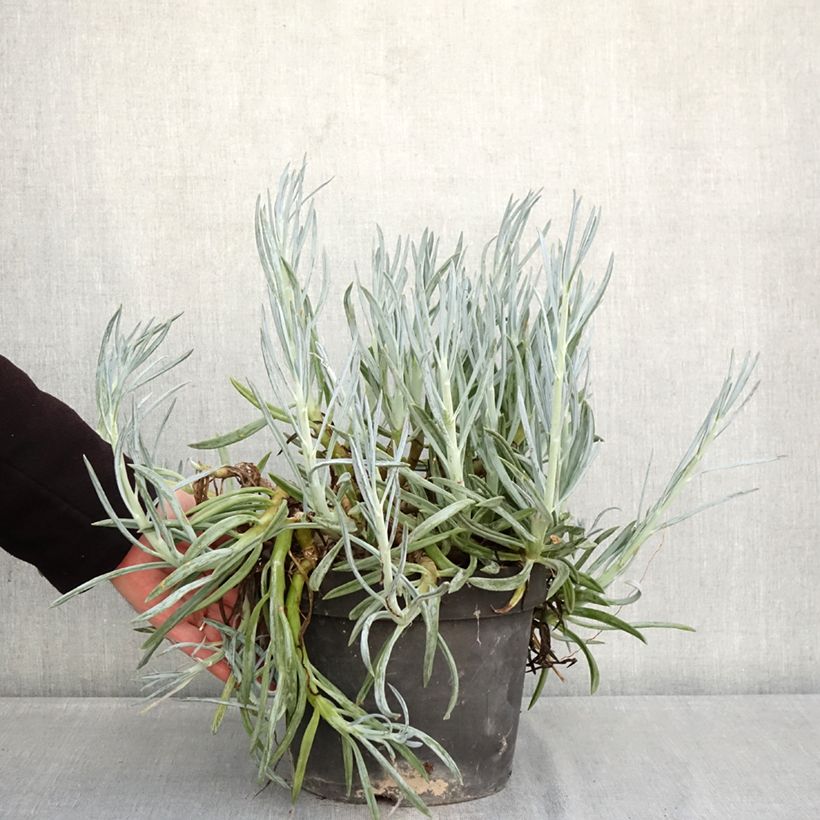 Example of Senecio serpens - Plante succulente Pot de 3L/4L as you get in hiver