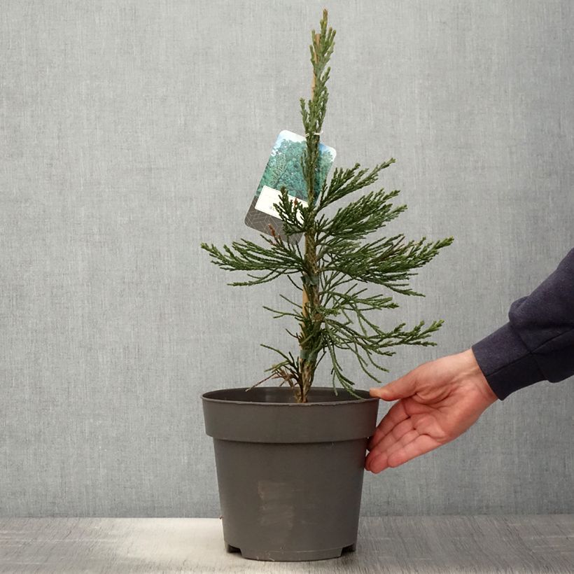 Example of Séquoia géant - Sequoiadendron giganteum Glaucum         Pot de 4L/5L as you get in printemps