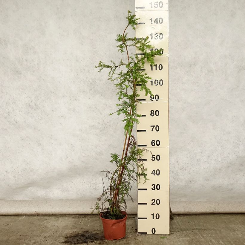 Spécimen de Sequoia sempervirens - Séquoia à feuilles d'If Pot de 3L/4L tel que livré en été