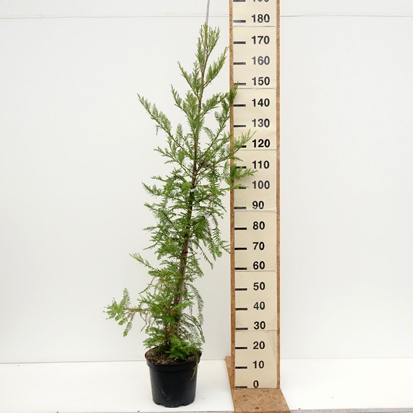 Spécimen de Sequoia sempervirens - Séquoia à feuilles d'If Pot de 7,5L/10L tel que livré en automne