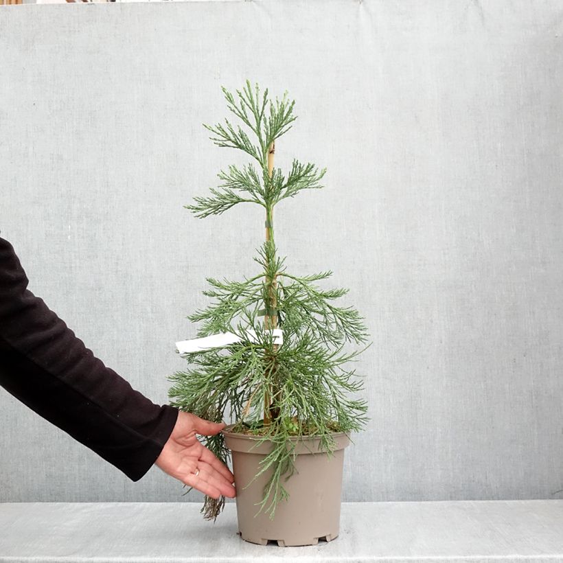 Spécimen de Sequoiadendron giganteum Pendulum - Séquoia géant pleureur Pot de 4L/5L tel que livré en automne