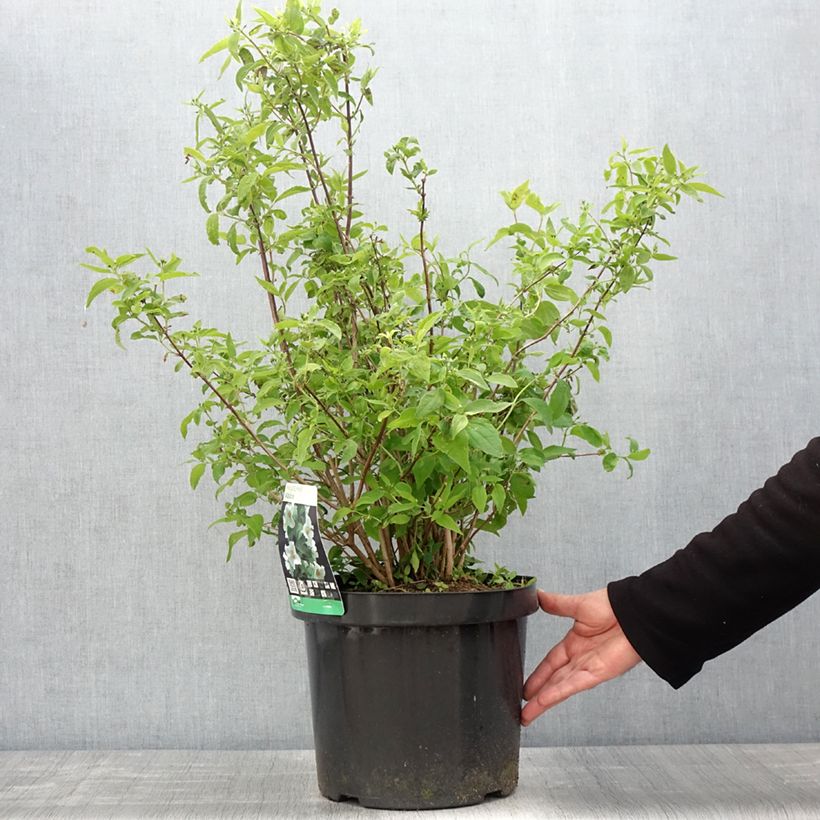 Spécimen de Seringat blanc - Philadelphus Albâtre Pot de 7,5L/10L tel que livré au printemps