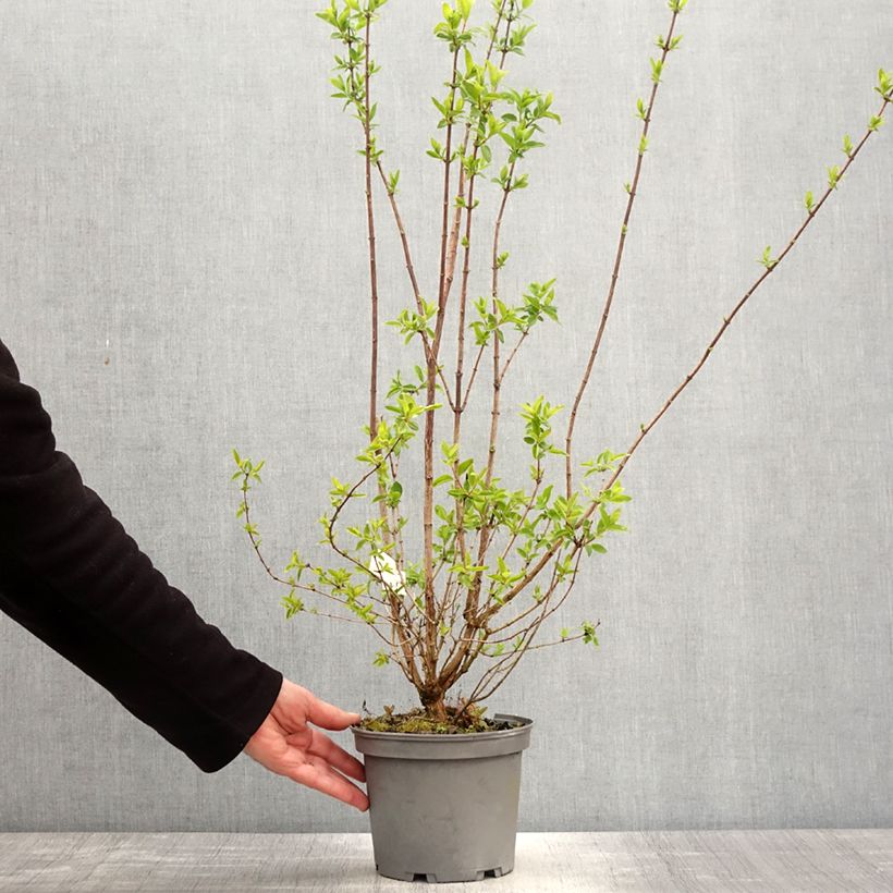 Example of Seringat blanc - Philadelphus Mrs E.L. Robinson Pot de 2L/3L as you get in printemps