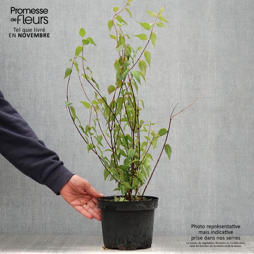 Spécimen de Seringat de Lemoine - Philadelphus Lemoinei Pot de 3L/4L tel que livré en automne