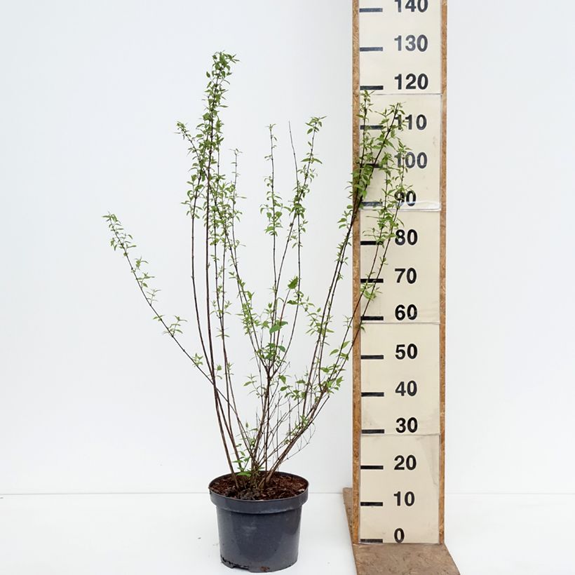 Spécimen de Seringat de Lemoine - Philadelphus Lemoinei Pot de 7,5L/10L tel que livré au printemps