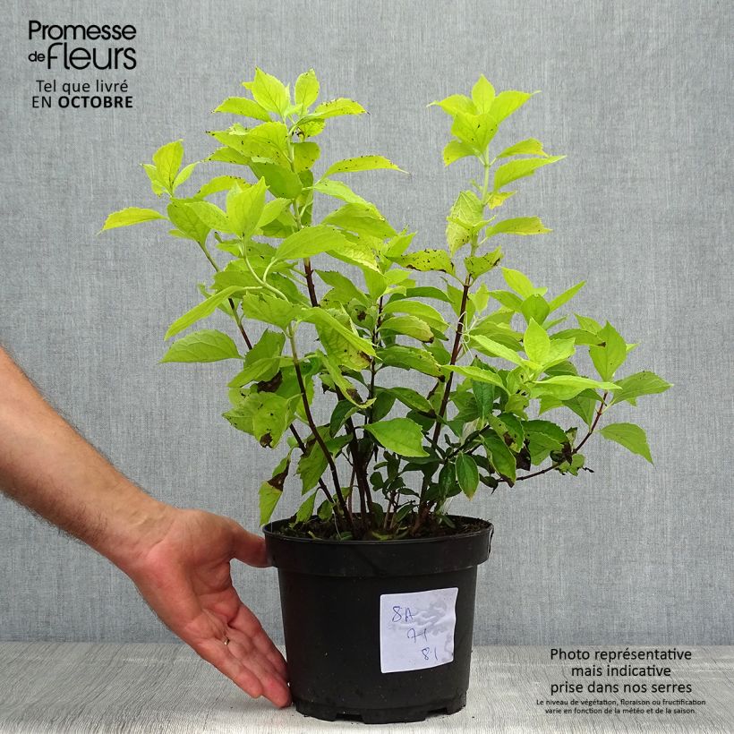Spécimen de Seringat des jardins - Philadelphus coronarius Aureus Pot de 2L/3L tel que livré en automne